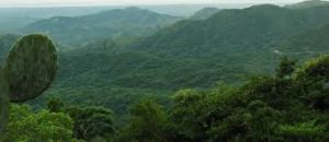 Café Tostado  - Grupo Inustrial Mocho SC de RL